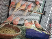 پنجاب میں وائلڈلائف کا کریک ڈاؤن، 15 افراد گرفتار، نایاب پرندے آزاد