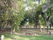 اسموگ سے نجات کیلیے لاہور میں درختوں کا گرین رنگ بنانے کا فیصلہ