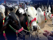 پشاور: جانوروں کی بڑھتی قیمتوں نے شہریوں کو چکرا کر رکھ دیا