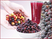 فالسہ کی افادیت