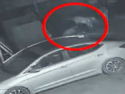 لاہور اسلحے کے زور چھینے گئے بکرے مالکان کے حوالے گینگ گرفتار