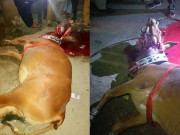 کراچی میں قربانی کا جانور بھی اسٹریٹ کرائم کی بھینٹ چڑھ گیا