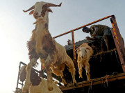 کراچی ڈاکو بکروں سے لدا ٹرک اور شہری سے 20  لاکھ لوٹ کر فرار