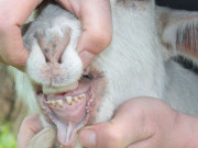 بکروں کو مصنوعی دانت لگا کر بیچنے والے بیوپاری گرفتار