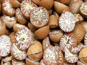 چھالیہ کے دو اسمگلرز کو 35 سال قید کا حکم