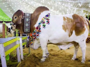 فلسفہ قربانی وسنت ابراہیمی کی ادائیگی