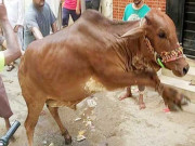 کراچی بلدیہ ٹاؤن میں بے قابو گائے کی ٹکر سے ایک شخص جاں بحق