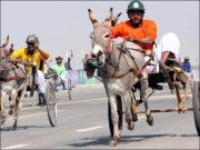 کمشنر کراچی ’’گدھا گاڑی‘‘ ریس بجلی نامی گدھے نے جیت لی