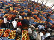 ٹیکس کے نفاذ سے پھل اور سبزیوں کی ایکسپورٹ بری طرح متاثر ہوگی برآمدکنندگان