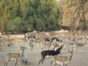 چولستان میں غیر قانونی شکار پر کارروائی 5شکاری چار ذبح شدہ ہرنوں سمیت گرفتار