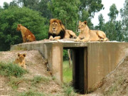 سفاری پارک لاہورمیں جانوروں و پرندوں کو پنجروں کے بجائے آزاد ماحول میسر