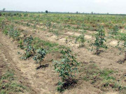 گرین پاکستان پروگرام کے تحت بھرتی سیکڑوں ملازمین کی تنخواہیں رُک گئیں