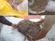 نایاب جنگلی پودوں کی بھاری مقدار میں بیرون ملک اسمگلنگ ناکام