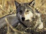 خضدارمیں بھیڑیوں کا شکاراور کھالیں اتارنے والے ملزمان کی شناخت نہیں ہوسکی