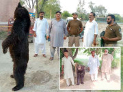 وائلڈلائف پنجاب کی کارروائی شہری کے قبضے سے نر کالا ریچھ برآمد