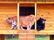 یہ دوستی ہم نہیں چھوڑیں گے۔۔۔ 