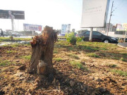 سندھ ہائیکورٹ درخت کاٹنے کے خلاف میئر کراچی سمیت دیگر کو نوٹس