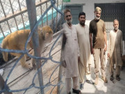 گوجرانوالہ وائلڈ لائف اسٹاف کی کارروائی کے دوران تحفظ شدہ بندر 25 ممولے برآمد