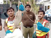 کراچی شاہ فیصل کالونی میں جنگلی چھپکلی نے خوف و ہراس پھیلا دیا