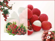 لیچی  خوش ذائقہ پھل کے فائدے