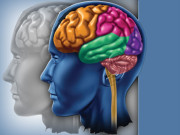 نیگلیریا فولیری 