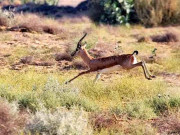 پنجاب معاوضے کی پالیسی سے غیر قانونی شکار کے واقعات بڑھنے لگے