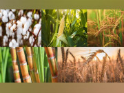 رواں سال زرعی و فوڈ پراڈکٹس کی برآمدات میں 37 فیصد اضافہ ہوا ٹریڈ ڈیولپمنٹ اتھارٹی