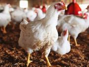 مرغی کے گوشت کی قیمت میں مسلسل اضافہ انتظامیہ نے 2 ماہ سے نرخ نامہ جاری نہیں کیا