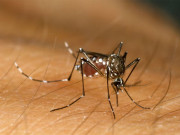 راولپنڈی میں ڈینگی مچھروں کے حملوں میں مزید شدت آگئی    