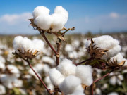 بلوچستان میں کپاس کی پیداوار میں نمایاں کمی کاٹن سیکٹر میں تشویش کی لہر دوڑ گئی
