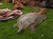 دریائے راوی سے نایاب نسل کے کچھوؤں کا شکار کرنے والے 2ملزمان گرفتار