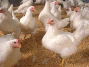 پاکستان پولٹری ایسوسی ایشن کی کارٹلائزیشن سے متعلق طویل عرصے سے زیرِ التوا کیس میں بڑی پیشرفت