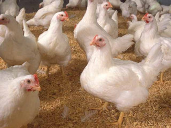 پاکستان پولٹری ایسوسی ایشن کی کارٹلائزیشن سے متعلق طویل عرصے سے زیرِ التوا کیس میں بڑی پیشرفت