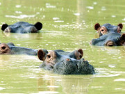 اسمگلر کے دریائی گھوڑے