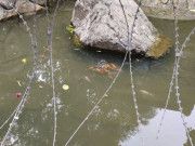 لاہور چڑیا گھر کی جھیل میں ڈینگی کِلر مچھلیاں چھوڑ دی گئیں