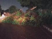 کراچی میں طوفانی ہواؤں سے متعدد درخت سڑک پر گر گئے