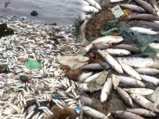 تندوتیز ہواؤں اور سمندری طغیانی کے باعث بڑی تعداد میں مردہ مچھلیاں ساحل پر آگئیں