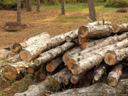 پنجاب میں درختوں کی غیر قانونی کٹائی روکنے کیلیے ڈرون کیمروں سے مدد لینے کا فیصلہ