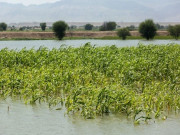 بارشوں کے ملکی زراعت پر منفی اثرات