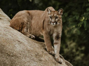 لاہور: شیر، چیتے رکھنے  رکھنے والوں کو لائسنس بنوانے کے لیے مہلت دینے کا فیصلہ 