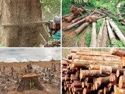 جنگلات کی کٹائی اور موسمیاتی تبدیلی