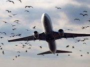 پرندہ ٹکرانے سے نجی ایئر لائن کی پرواز بڑے حادثے سے بچ گئی