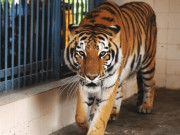 بنگال ٹائیگریس مرنے سے کراچی چڑیا گھر ایک اور نایاب جانور سے محروم ہوگیا