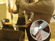 اے ایس ایف کی اسلام آباد ایئرپورٹ پر کارروائی 830 گرام آئس برآمد