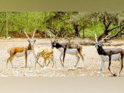 کراچی سفاری پارک میں کالے ہرن پہاڑی بکرے اور اونٹ کے بچے کے پیدائش