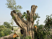 درختوں سے محبت کرنیوالے نے 50 سال پرانا درخت گود لے لیا