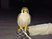 تونسہ سے نایاب نسل کا 10 کروڑ روپے سے زائد مالیت کا عقاب برآمد