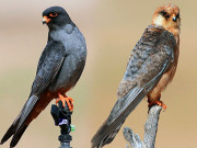 فالکن سمیت نایاب پرندوں کے غیرقانونی شکار اور خریدوفروخت میں ملوث 32 افراد گرفتار