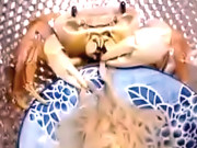 کیکڑا بھی نوڈلز کھانے کا شوقین نکلا