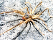 نیٹو فوجیوں کی نیندیں حرام کرنے والا ’’افغانی مکڑا‘‘